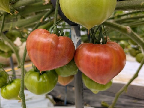 【完熟】あいちの伝統野菜『ファーストトマト』小箱約1kg