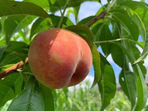 【2025年産！】川中島白桃 訳あり 約2.8kg(5-14玉) 8月上旬頃発送開始予定 川中島で見つかった白桃です#NPU0B028