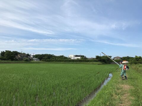 令和３年産コシヒカリ特別栽培米　玄米５㎏