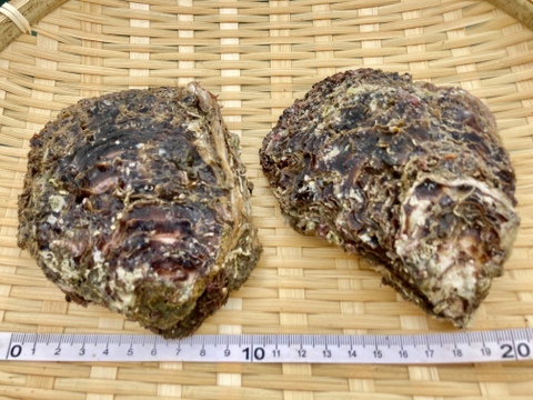 【限定品】天然岩牡蠣（小〜中）8枚