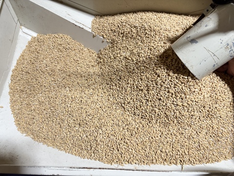 【令和7年 新米】【とまほっぺ】コシヒカリ・精米 5kg｜愛媛・久万高原直送