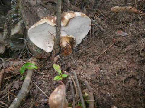 南信州産 松茸 ご家庭用 (300g)