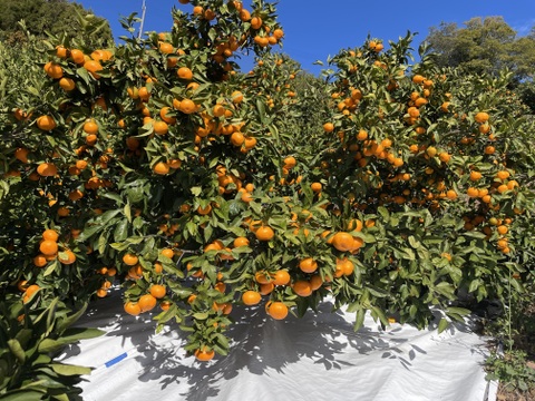 [発送開始！愛媛県産]みかん　家庭用 5kg