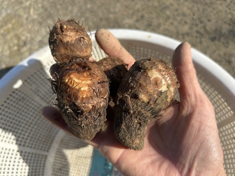 ホクホク旨い！味が濃い！白芽里芋2kg