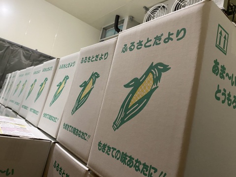 朝収穫して当日発送！とうもろこしゴールドラッシュ約5k 2Lサイズ11本〜12本