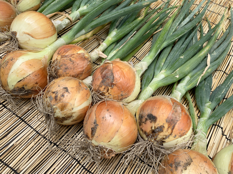 自然栽培】葉付き新たまねぎ 4kg☆農薬・肥料不使用｜玉葱｜タマネギ