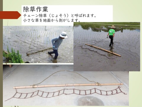 玄米食に最適「品種：はるみ」自然栽培米 10kg：神奈川県産のお
