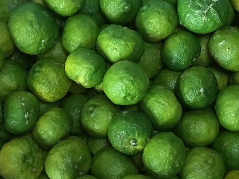 【お急ぎください！今週末最終収穫出荷予定！】
【清流育ち】青柚子(1kg 10個前後から/2025.10出荷予定）柚子胡椒、柚子シロップに最適！