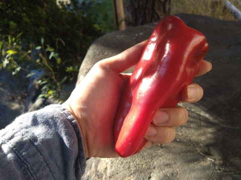 🫑野菜嫌いが吹っ飛ぶ🫑『下剋上ピーマン』400年土壌の栄養を最大限享受したブランドピーマン💡寛永鶴見ブランド1kgお試しキャンペーン💪2026年度予約☘️