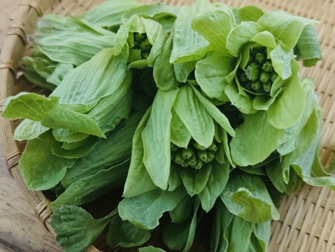 ふきのとう 開き 15個