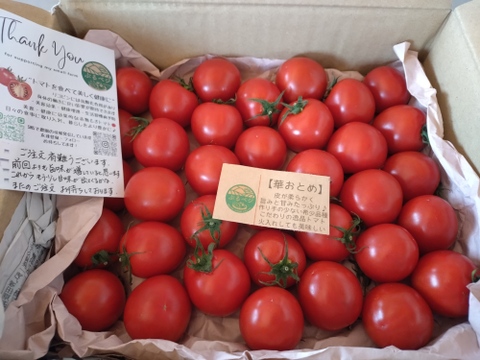 旨みと甘み♪香りと味を楽しむ贅沢なトマト🍅【華おとめ】１.７kg箱