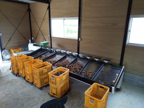 小さい紅はるか(京都産) ひとつ80～150g