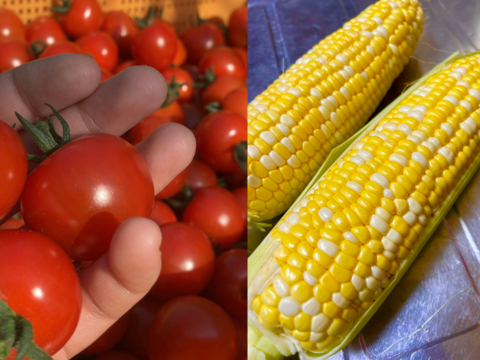 【福袋2025】限定20点！スイートコーン『ゆめのコーン』5本とミニトマト『ほれまる』1kgのお得なセット【発送8月中旬～】