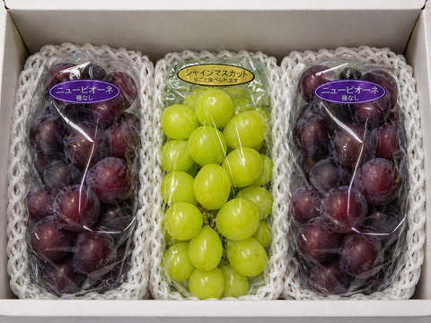 全国 送料無料！種無し大粒ぶどう糖度16度〜20度以上『シャインマスカット1房・ニューピオーネ２房』1200g以上3房セット箱入り