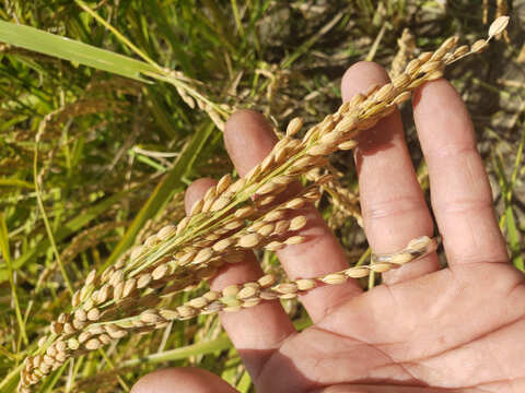 【自然栽培のお米】110年前の西日本で一番人気のお米、旭一号（10kg）★玄米・白米・５分づき米選べます★