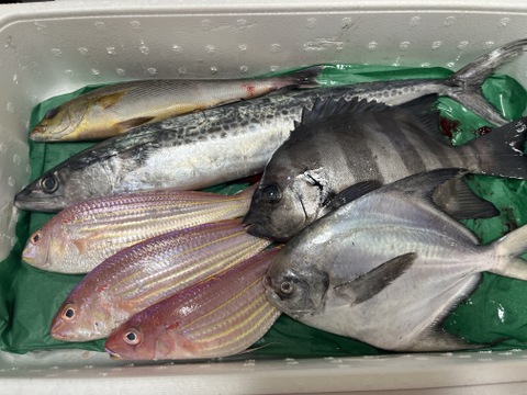 獲れたて直送❗️和歌山の旬が詰まった鮮魚BOX(中サイズ)❗️
