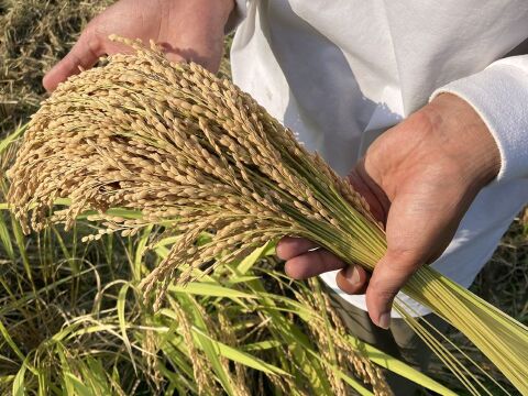 米農家の稲わらの縁起物飾り【福の酉】‐2026‐【ゲン担ぎ福袋】