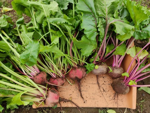 ✨【鮮度抜群・葉まで主役】農家直送ビーツ2種食べ比べセット！約2kg（葉付き・訳アリ）｜農薬・化学肥料不使用｜彩り豊かな食卓に✨