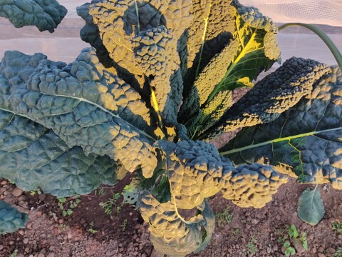 ✨【福袋】レアベジ・カボチャ含むお野菜セット（農薬・化成肥料不使用）おまけ付✨