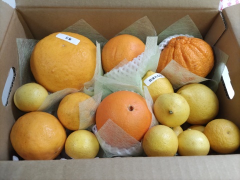 仲屋の柑橘●種 食べ比べセット 2kg 仲屋 海瀬農園  バラエティセット 国産白柳ネーブルや国産レモンなど 希少品種含む 詰め合わせ！