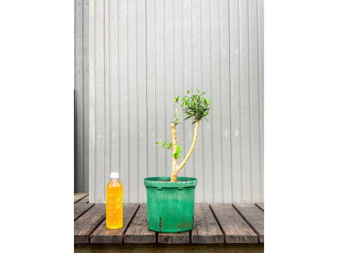 オリーブ 鉢植え ペンドリノ｜育てやすい シンボルツリー・盆栽にも最適　17