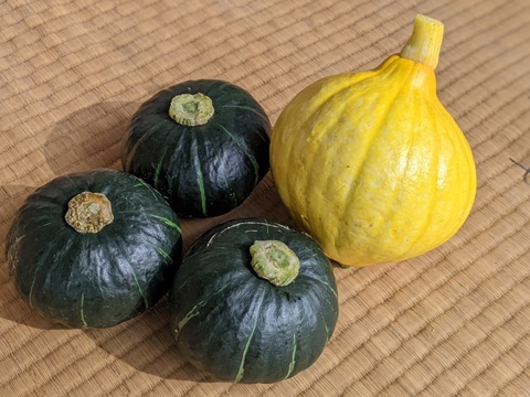 ほくほく甘〜いパンプキッズ&サラダかぼちゃコリンキー