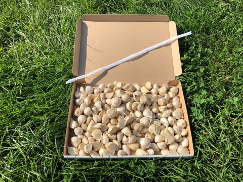 【毎年２万箱売れてます！】３キロ！ 青森県産にんにく 最高級品種 ホワイト６片「白玉王」家庭用バラ