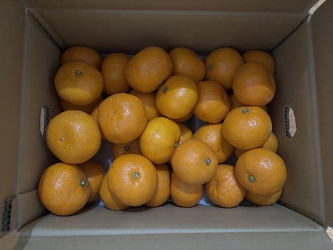 【食べチョクで１番売れてるみかんです！】夕やけみかん（3㎏）小玉（圧倒的人気のみかんです！）