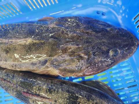 可哀想なコチ 訳あり フードロス 天然マゴチ小サイズ1本分  急速冷凍 真空パック 三枚おろし済み 刺身 鍋 から揚げ ムニエル