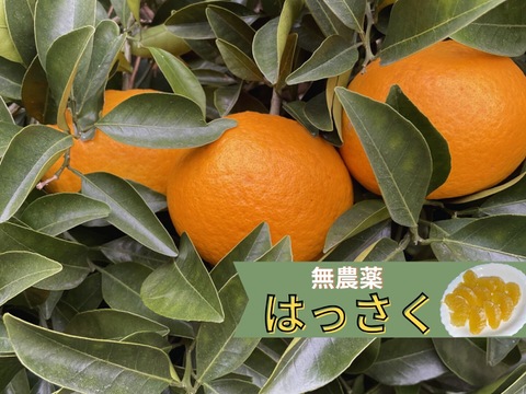 訳あり八朔　農薬を未使用　箱込み4.5キロ以上　(サイズはバラバラ)