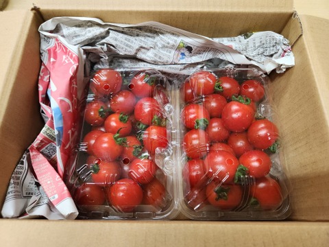 ステラミニトマト1kg 【甘くて美味しい貴重な固定種🍅】