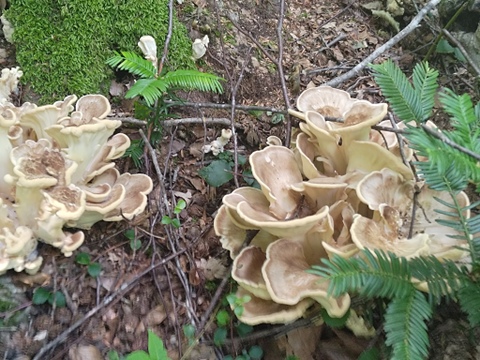 【夏の天然茸】ブナ舞茸/トンビマイタケ/香りと肉厚食感/500ｇ