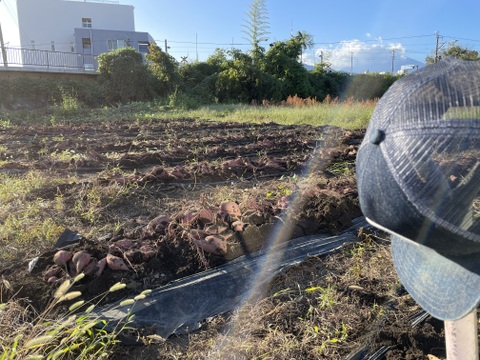 【紫芋】【希少品種】紫芋の中で一番甘い！ふくむらさき 2kg