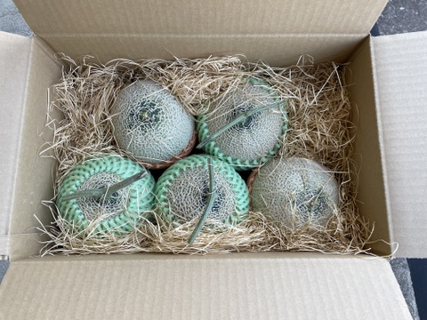 【限定１０セット】【低価格】【糖度は１７度以上】【青赤セット】富山県産アールスメロン　Ｌサイズ（１．０～１．２㎏）×５玉