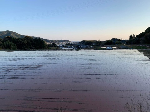 【令和7年度産　山の水で育った】　高知県香南市産コシヒカリ　精米5Kg×1袋