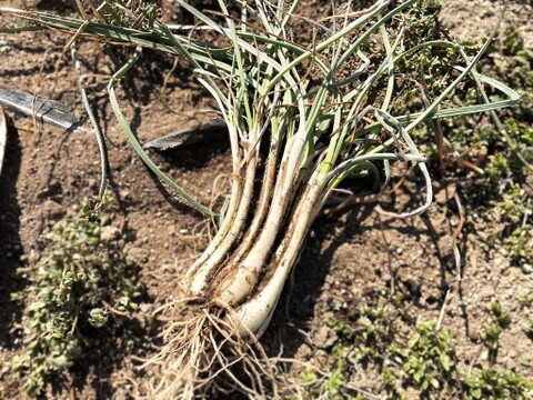 【産直 土付き】宮城県産 辛ウマ！エシャレット 200g 若採りらっきょう 自然栽培 栽培中農薬不使用 生食 太良衛門