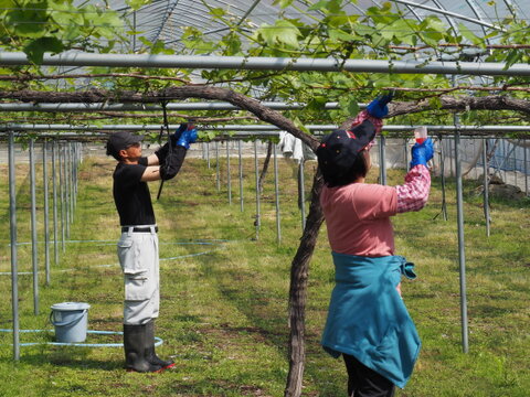 【1箱】ご家庭用に◎訳あり完熟ぶどうデラウェア　ジャム・スムージーなどにも❗