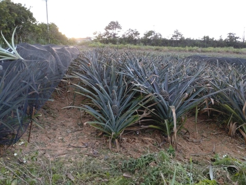 【極甘】ゴールドバレル２玉(2~2.5キロ)