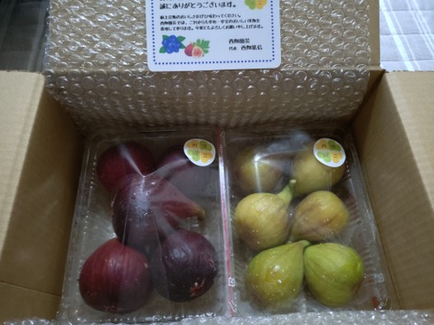 いちじく　２種セット　ドーフィン＆いちじくバナーネ　予約販売　順次配送