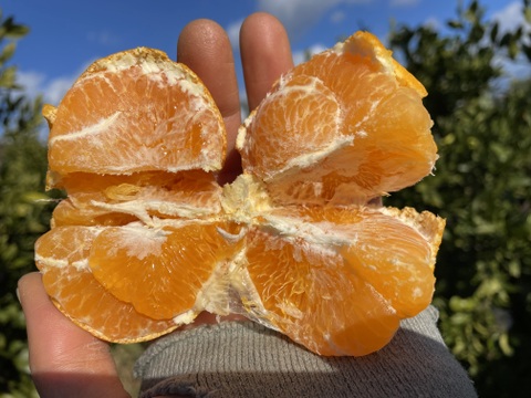 楽し嬉し4種のストレートジュース飲み比べ贅沢セット！（温州みかん・せとか・甘平・プリンセス48）