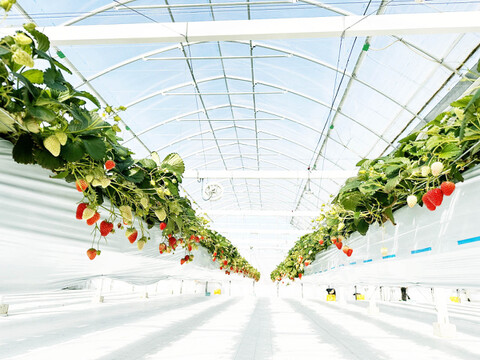 【いちごジャム向け】いちごたくさん採れちゃいました♪箱詰め1㎏