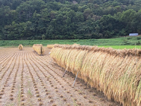 令和5年産 信州産 特別栽培米「里田のはぜかけ米」