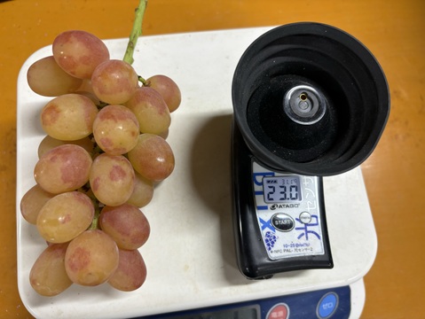 ヌーベルローズ 規格外（３〜５房）　種無し・皮ごと　９００g〜１kg☆９月下旬から発送☆