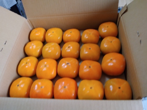 9月中旬から順次発送(自家用)和歌山県産たねなし柿M・Lサイズ(18個～20個)