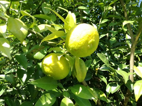 SALE❣️「柚子3kg」A級【岡山産・農薬・化学肥料不使用】中〜大玉・家庭用