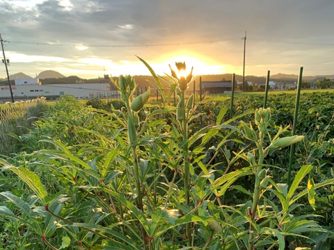 【自然栽培】固定種 野菜セット ナス・オクラ・キュウリ・メロン★農薬・肥料不使用