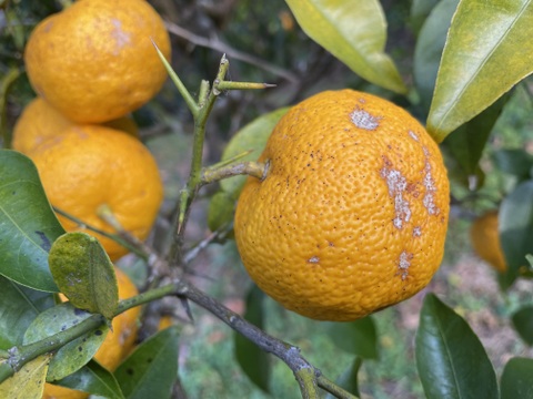 😊【訳あり】甘味と程よい酸味の藤中みかん4㎏香り際立つユズ1㎏〈セット〉5㎏