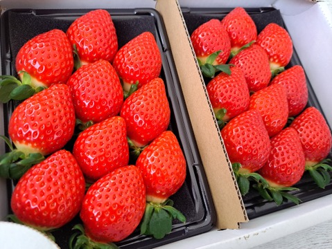 埼玉いちご「あまりん、べにたま」食べ比べセット270ｇ×2ｐ