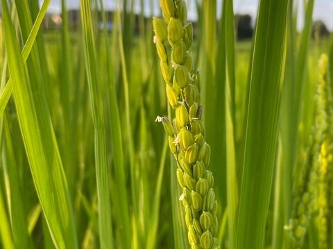 玄米粉　1kg【農薬不使用・無肥料・天日干し米神力使用】【最高級】