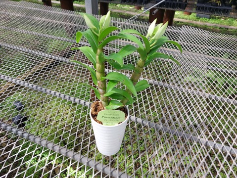 【蘭の福箱❁⃘*.ﾟ】夏の蘭 フォーミディブルの鉢花＆切り花